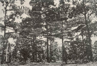 [FIGURE 9. Where short stretches of concealed roads have sparse overhead cover, they may be concealed completely by overhead screens tied between trees and garnished to match the surrounding foliage.]