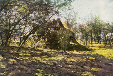 [FIGURE 50. Tank parked in shadow of tree.  Garnished twine net, offset toward the clearing, ties the vehicle into the tree.]